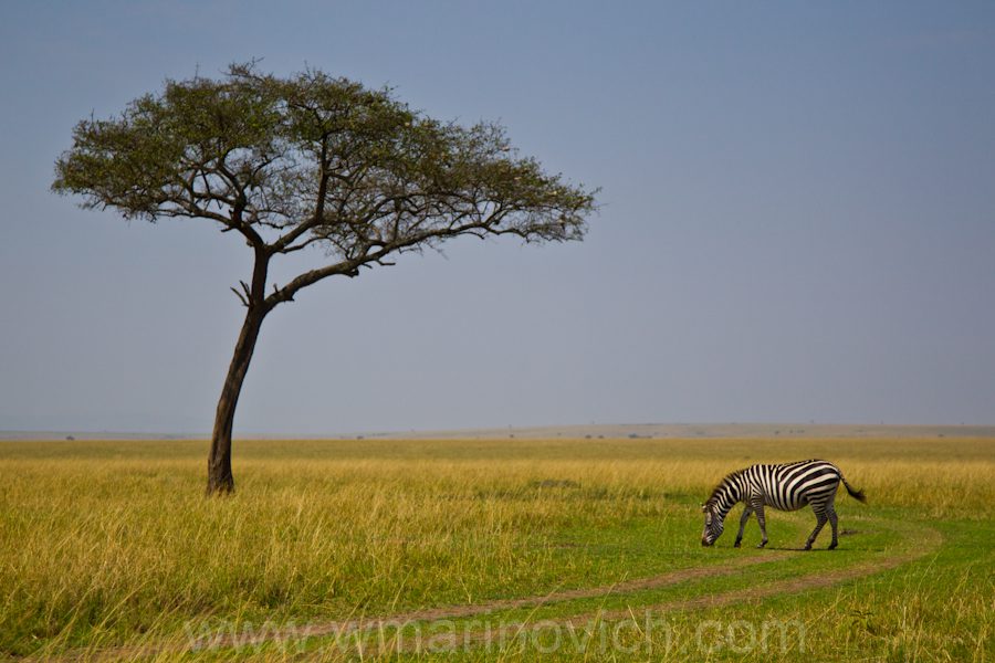 001-Masai-mara-zebra 001-Masai-mara-zebra