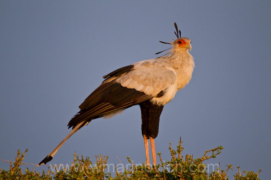 002-masai-mara-secretarybird 002-masai-mara-secretarybird