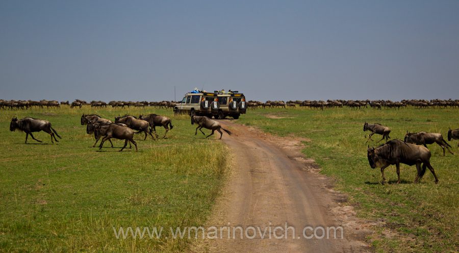 003-masai-mara-wildebeest-migration-herds 003-masai-mara-wildebeest-migration-herds