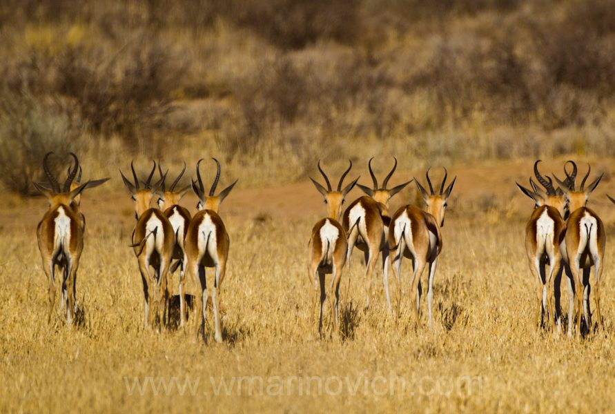 002-springbuck-kgalagadi-transfrontier-park "Springbuck - Kgalagadi Transfrontier Park"