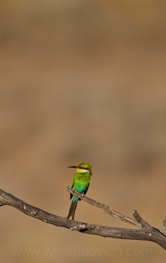 003-swallow-tailed-bee-eater-kgalagadi-transfrontier-park "Swallow-tailed Bee-eater Kgalagadi Transfrontier Park"