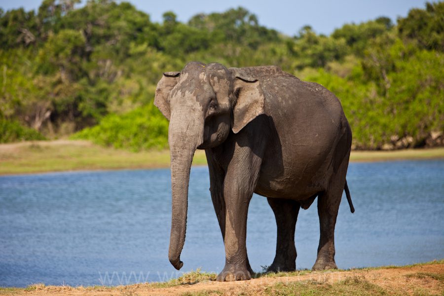 001-Asian-elephant-Yala-Marinovich-wildlife-photography "Asian-elephant-Yala-Marinovich-wildlife-photography"