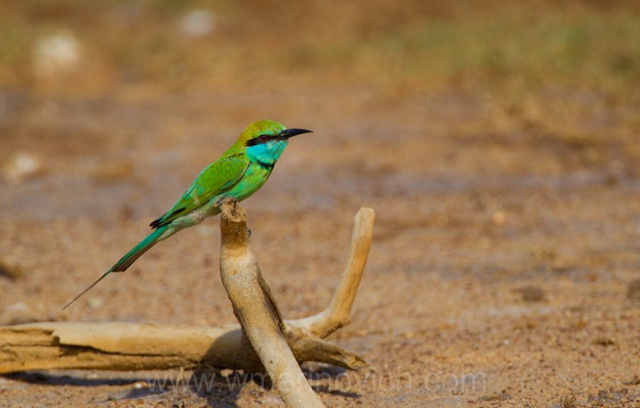 003-green-bee-eater-Yala-Marinovich-wildlife-photography "green-bee-eater-Yala-Marinovich-wildlife-photography"