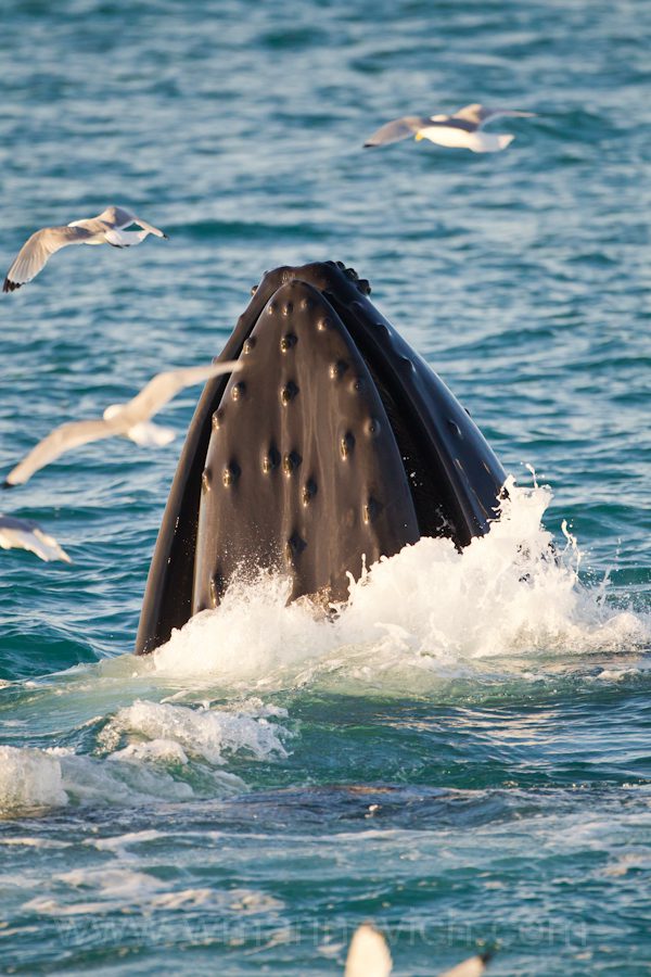 Humpback whales hunting Wayne Marinovich Photography