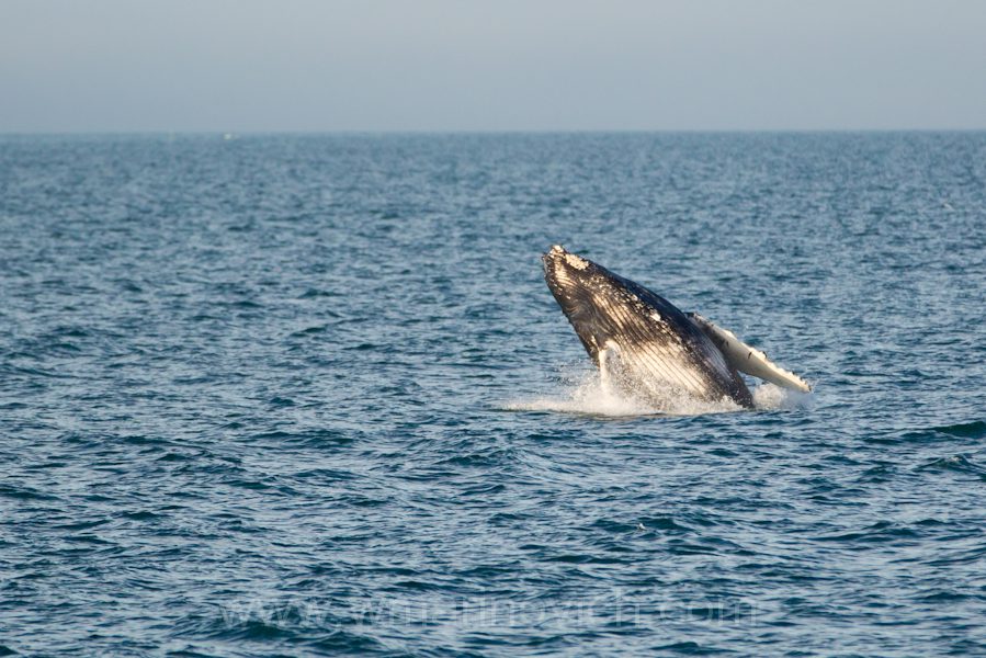 Humpback whales hunting Wayne Marinovich Photography